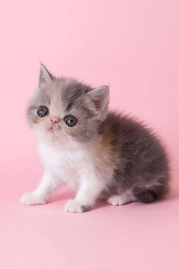 Confeta | Exotic Shorthair Kitten