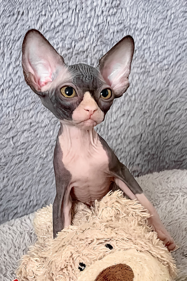 Cookie | Canadian Sphynx Kitten