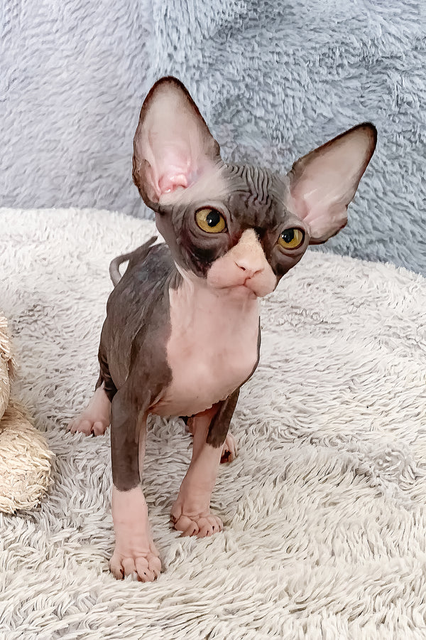 Cookie | Canadian Sphynx Kitten