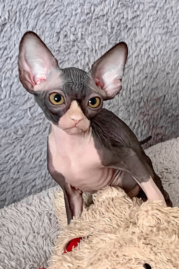 Cookie | Canadian Sphynx Kitten