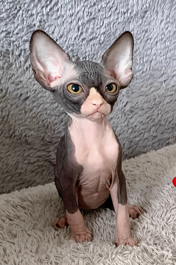 Cookie | Canadian Sphynx Kitten