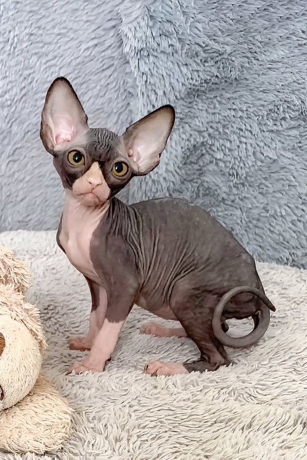 Cookie | Canadian Sphynx Kitten