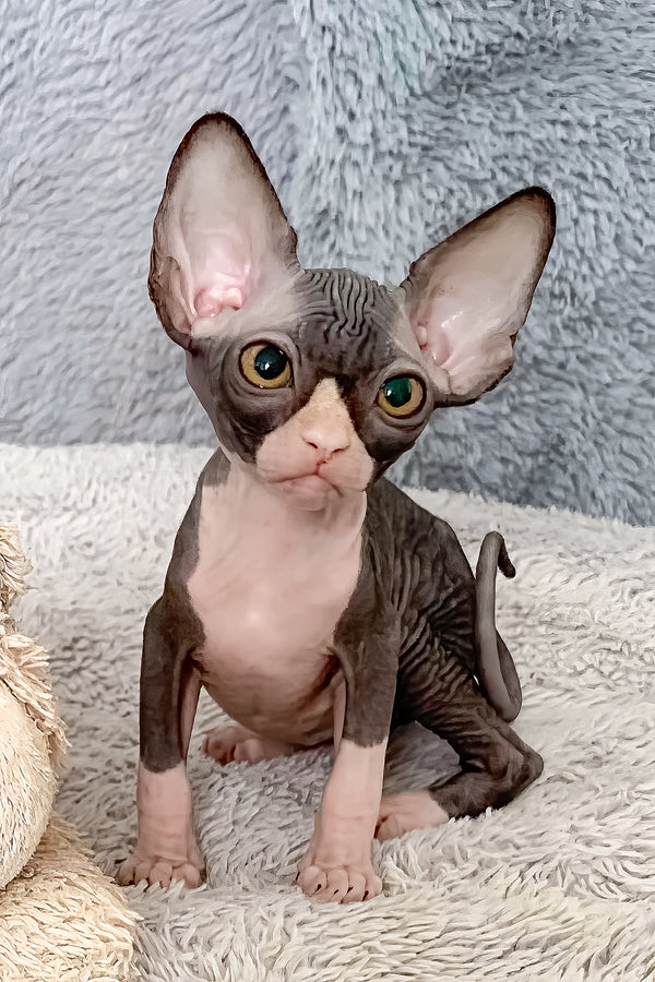 Cookie | Canadian Sphynx Kitten