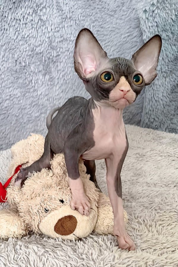 Cookie | Canadian Sphynx Kitten