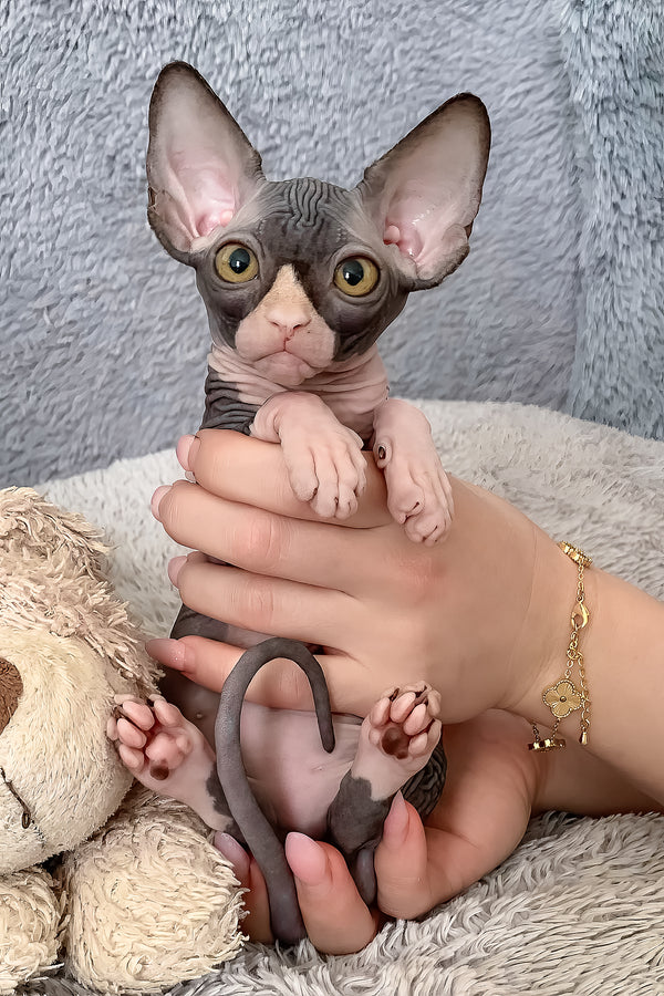 Cookie | Canadian Sphynx Kitten