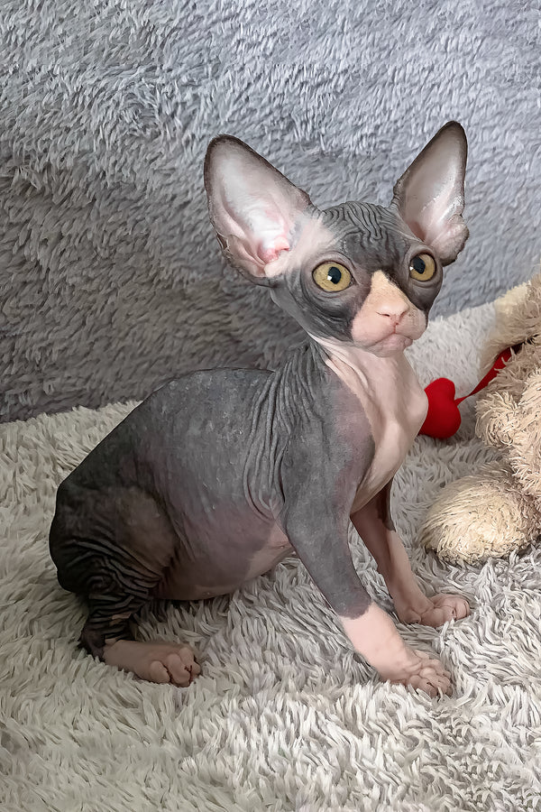 Cookie | Canadian Sphynx Kitten