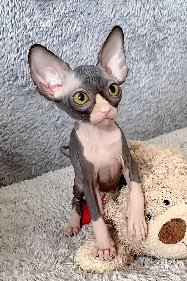 Cookie | Canadian Sphynx Kitten
