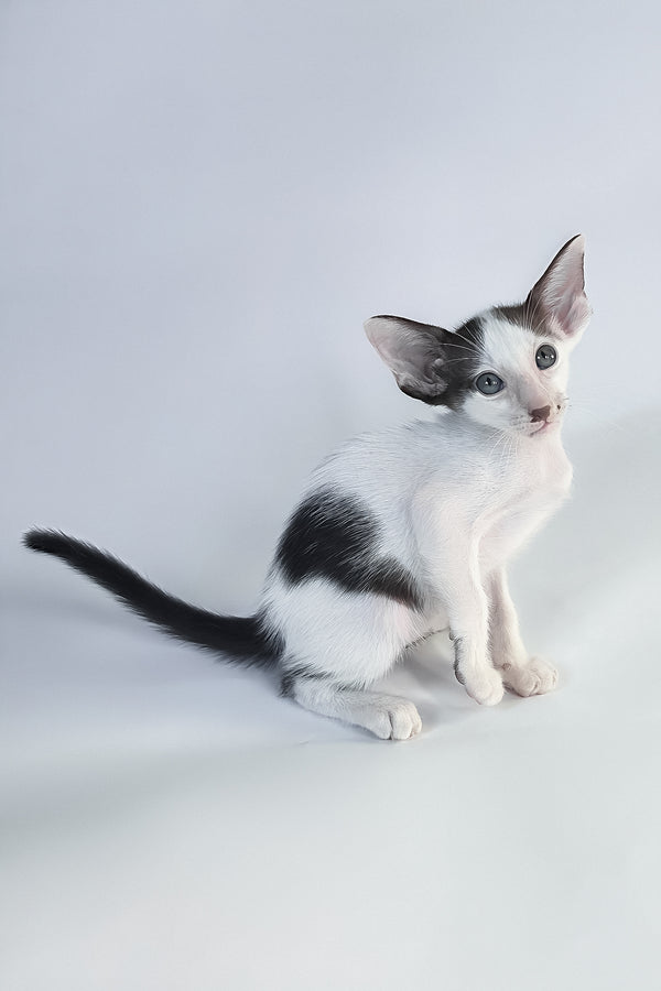 A charming oriental shorthair kitten named cookie with black and white fur and large expressive eyes against gray background