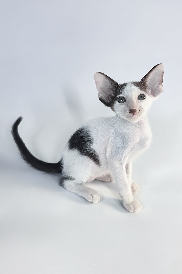 A charming black and white devon rex kitten with large ears sits against white near an oriental shorthair kitten cream point with comprehensive health guarantee