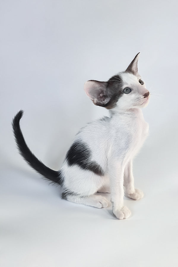 A sleek oriental shorthair kitten with large ears and a comprehensive health guarantee sits on a plain background