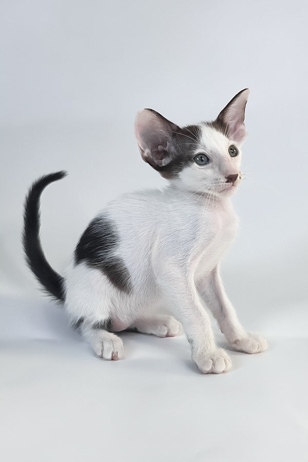 A charming black and white oriental shorthair kitten named cookie with striking green eyes and a comprehensive health guarantee