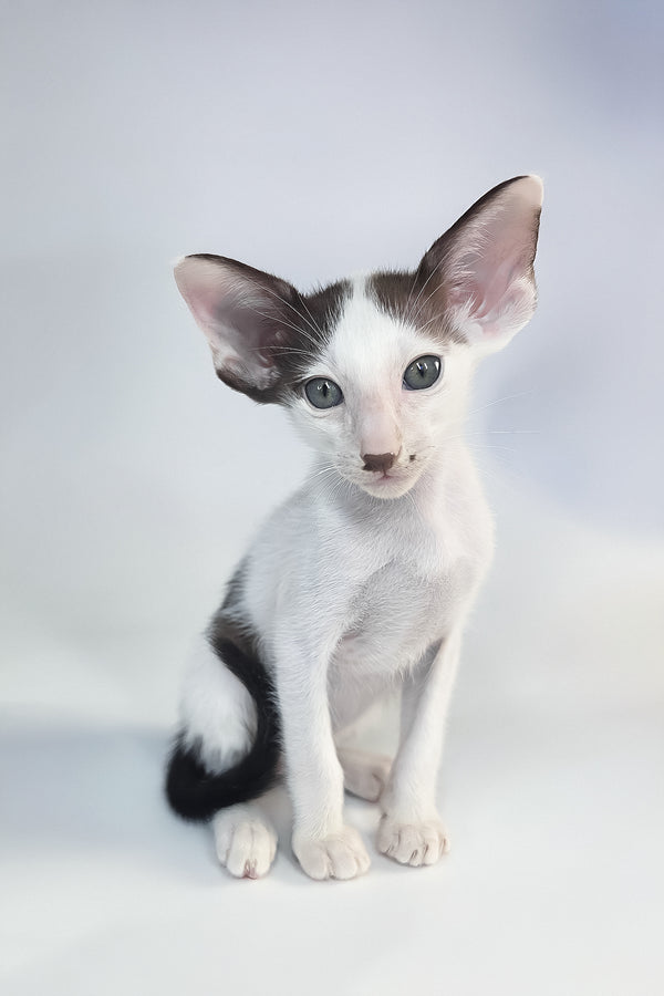 A charming cream point oriental shorthair kitten with large ears sits against a soft gray backdrop with health guarantee
