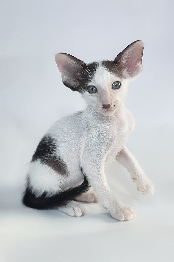 Cookie oriental shorthair kitten with striking green eyes and large ears sits against white backdrop with health guarantee
