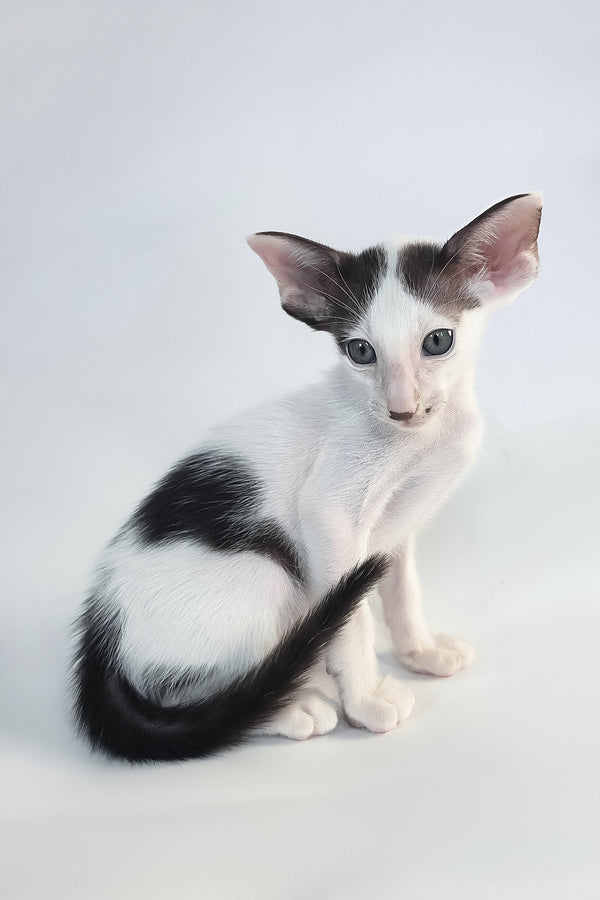 A sleek black and white oriental shorthair kitten with striking green eyes sitting against a soft white backdrop