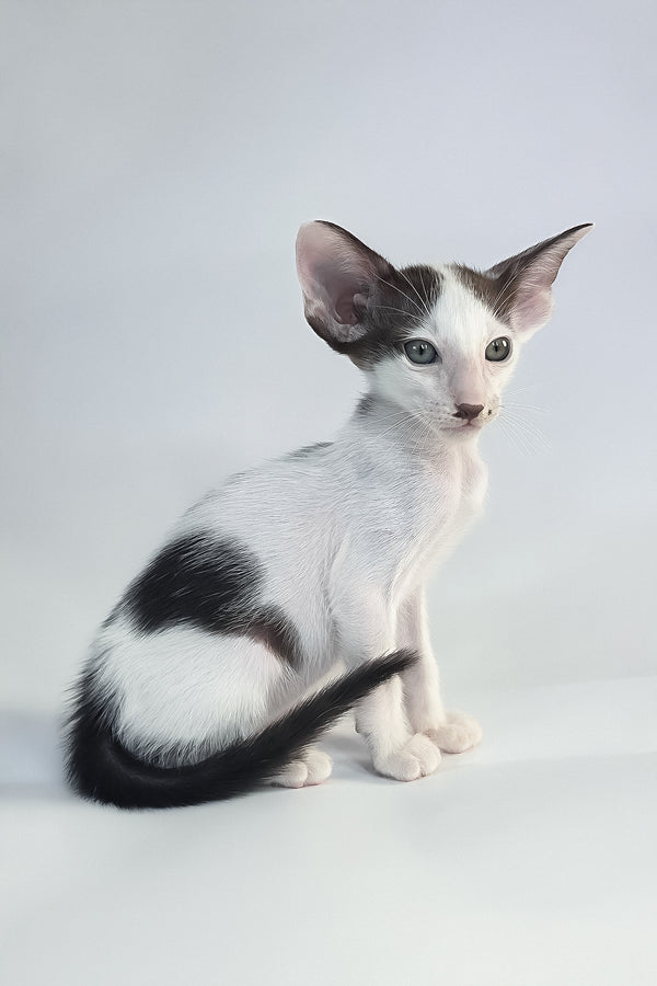 A sleek black-and-white oriental shorthair kitten named cookie with large ears and green eyes against gray backdrop