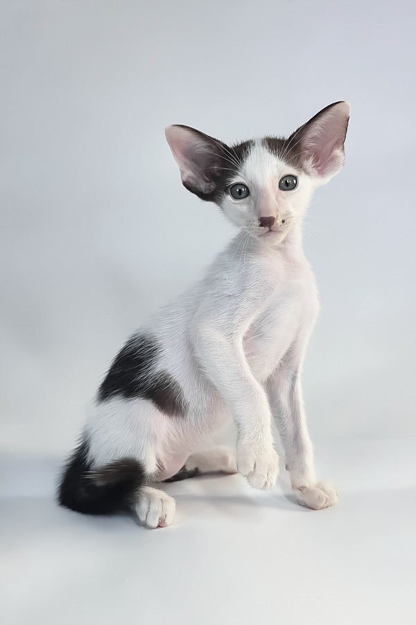 Cookie the oriental shorthair kitten with cream point markings and a comprehensive health guarantee sits on a soft white backdrop