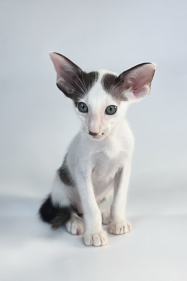 A charming white and black oriental shorthair kitten named cookie sits attentively with a comprehensive health guarantee