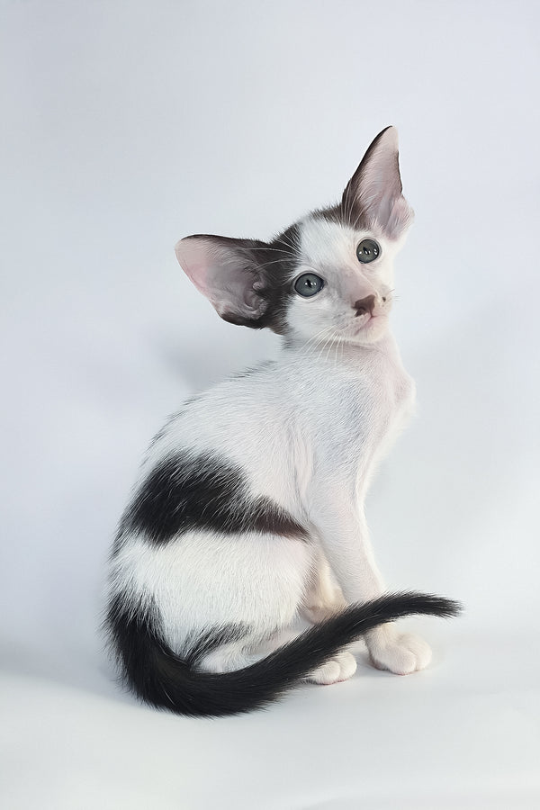 A sleek black and white oriental shorthair kitten with green eyes sitting against a soft white backdrop with a comprehensive health guarantee