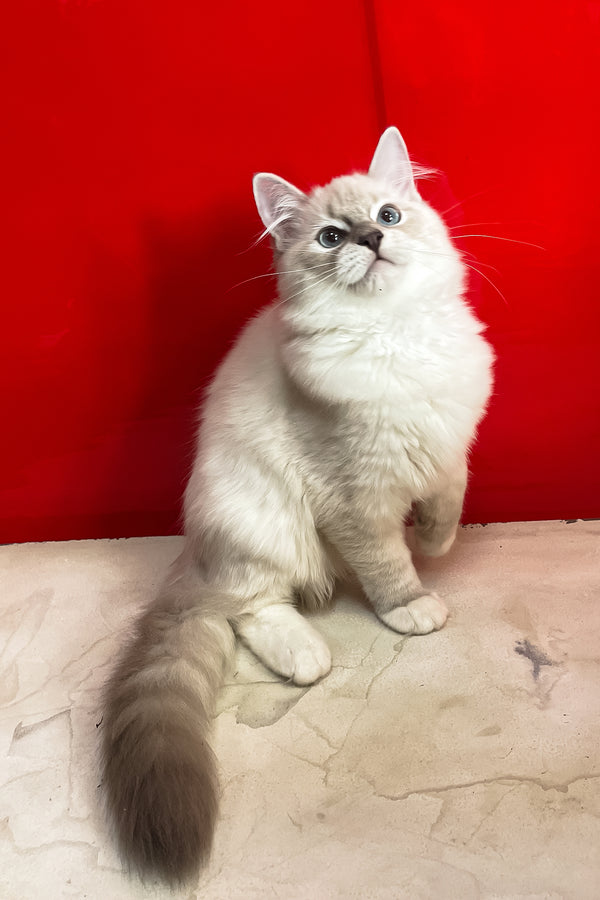 Cosmo | Ragdoll Kitten