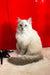 Cosmo | Ragdoll Kitten
