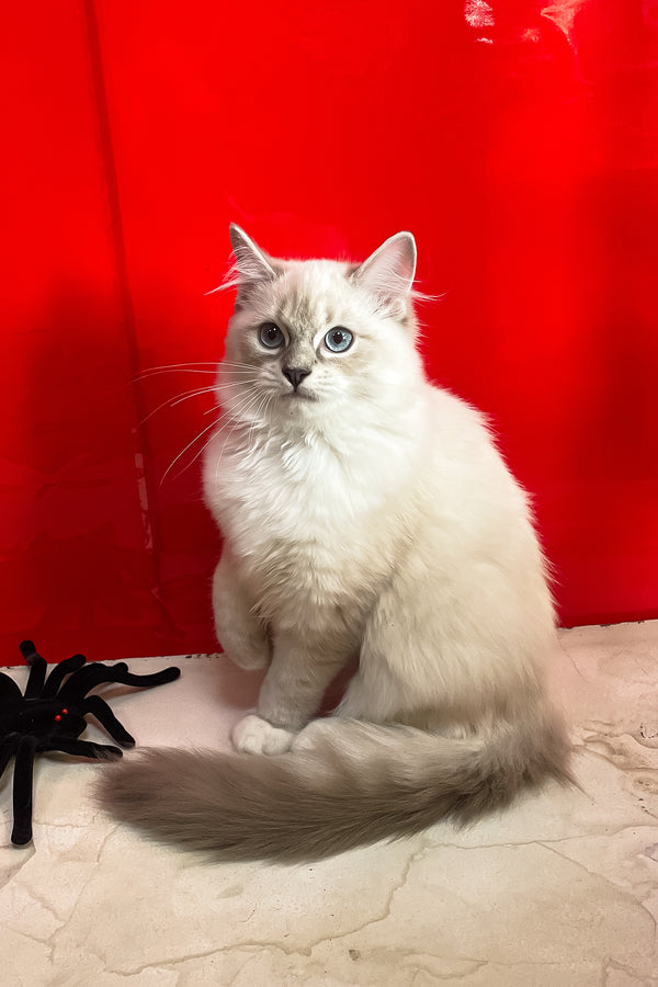 Cosmo | Ragdoll Kitten