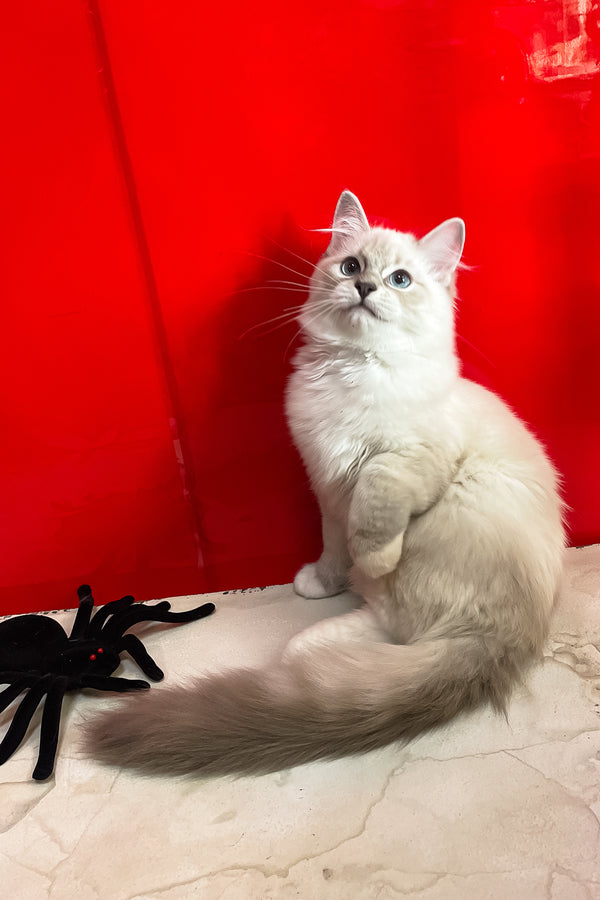 Cosmo | Ragdoll Kitten