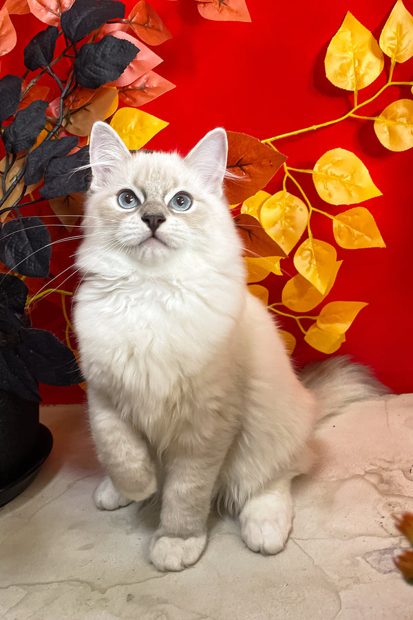 Cosmo | Ragdoll Kitten