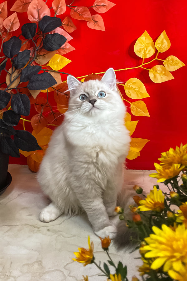 Cosmo | Ragdoll Kitten