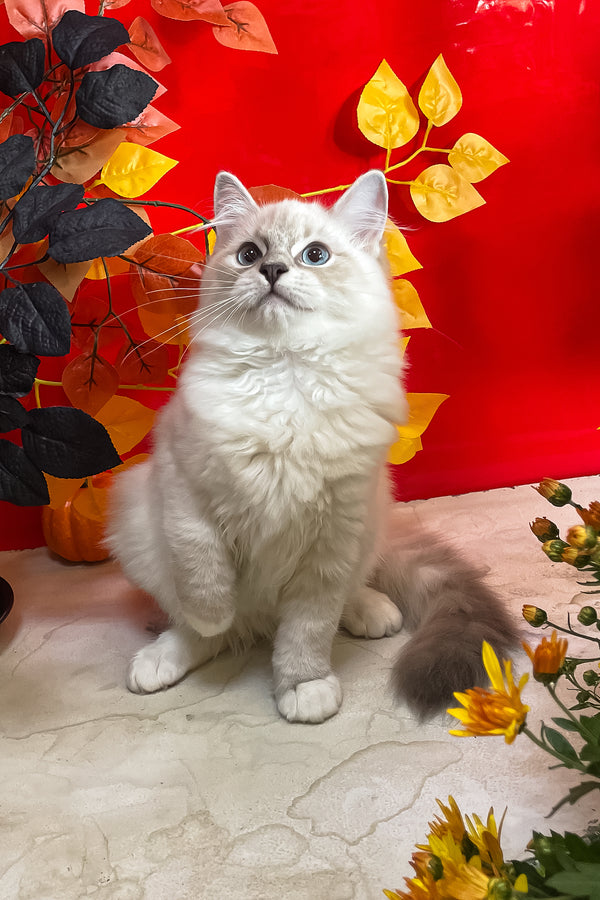 Cosmo | Ragdoll Kitten