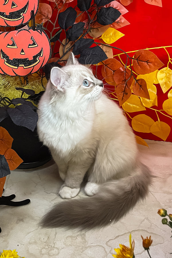 Cosmo | Ragdoll Kitten