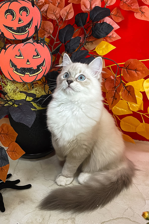 Cosmo | Ragdoll Kitten