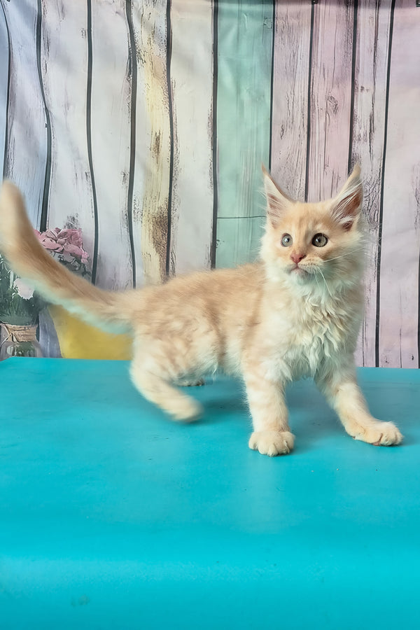 Creamy | Maine Coon Kitten