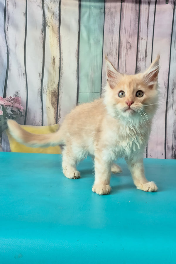 Creamy | Maine Coon Kitten