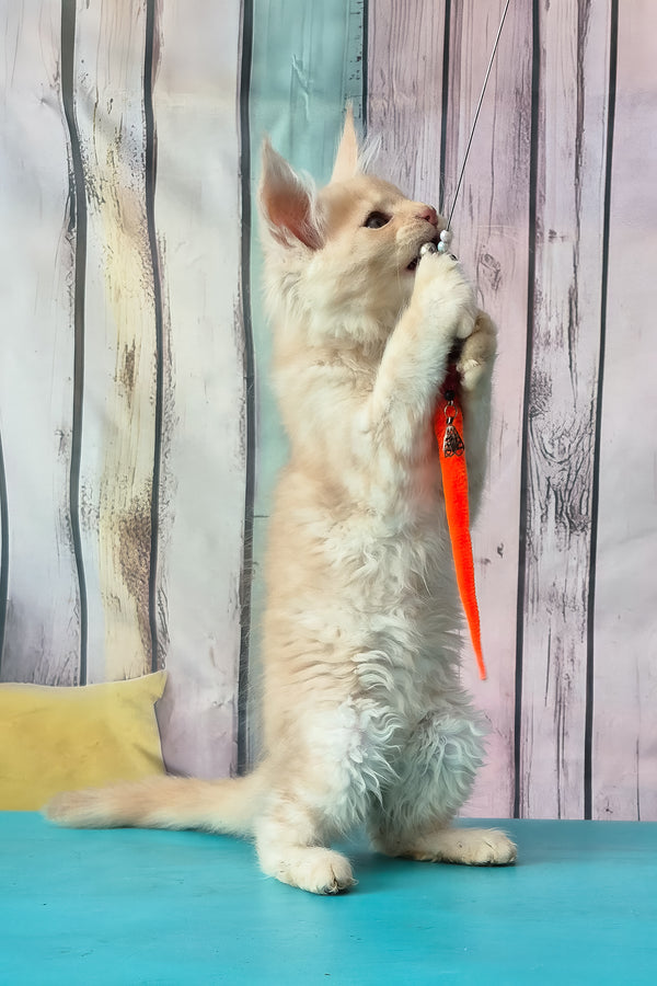 Creamy | Maine Coon Kitten
