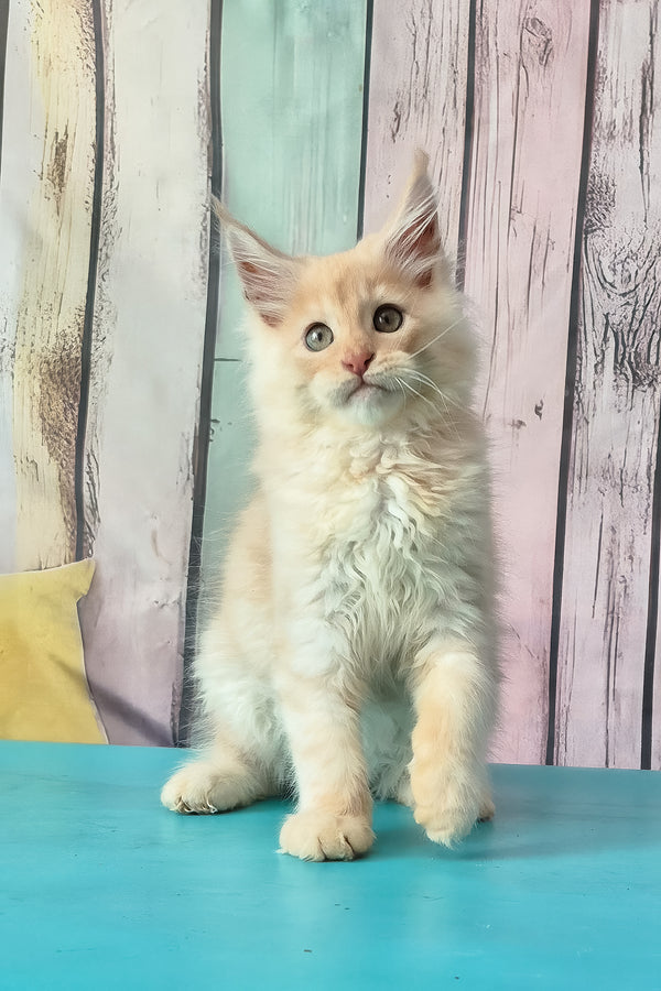 Creamy | Maine Coon Kitten