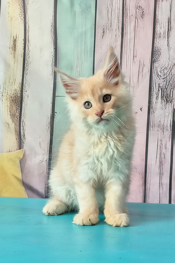 Creamy | Maine Coon Kitten
