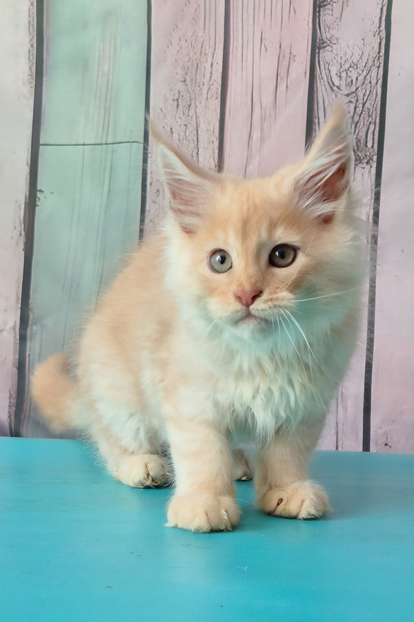 Creamy | Maine Coon Kitten
