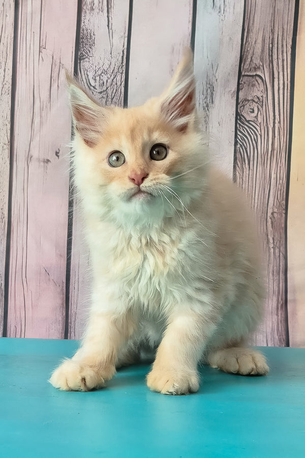 Creamy | Maine Coon Kitten