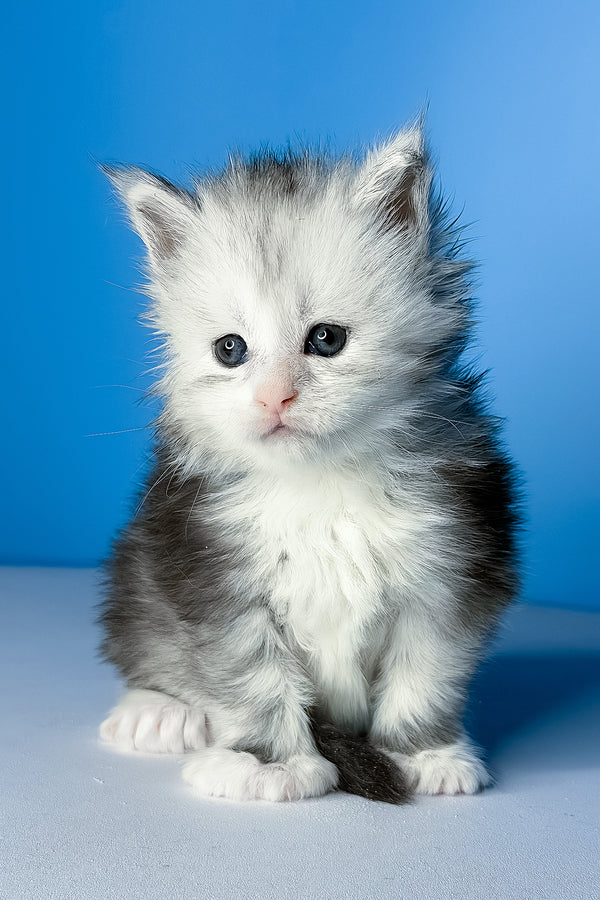 Cutie | Polydactyl Maine Coon Kitten