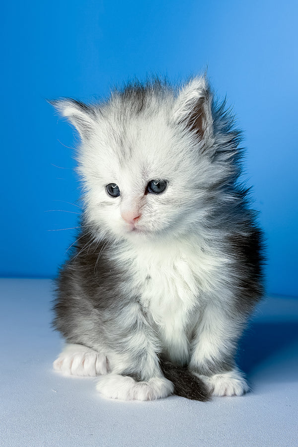 Cutie | Polydactyl Maine Coon Kitten