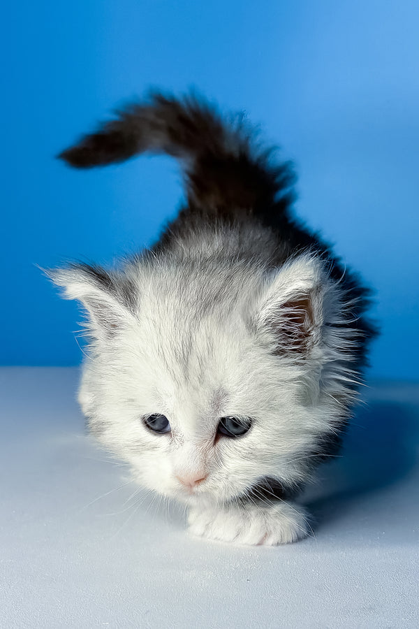 Cutie | Polydactyl Maine Coon Kitten