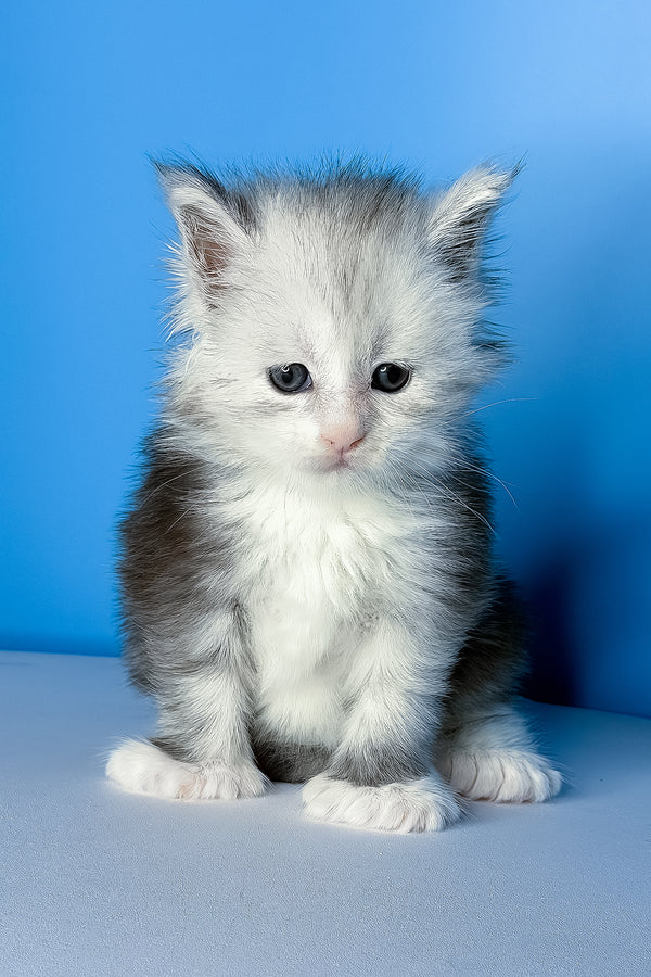 Cutie | Polydactyl Maine Coon Kitten