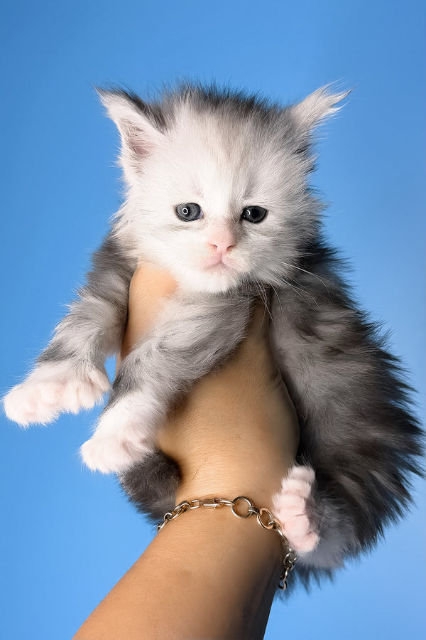 Cutie | Polydactyl Maine Coon Kitten