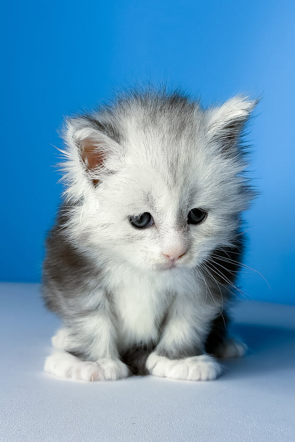 Cutie | Polydactyl Maine Coon Kitten