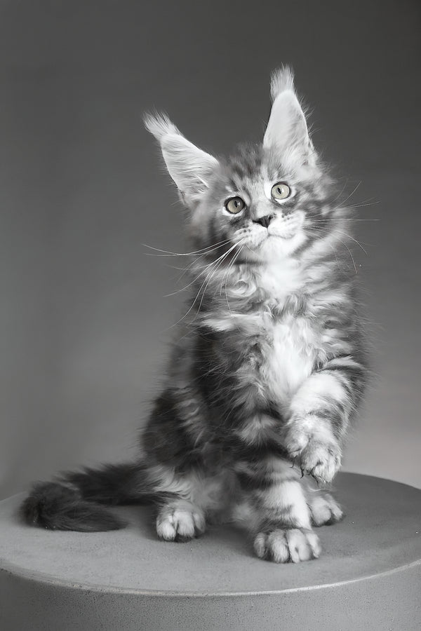 Cyclone | Maine Coon Kitten