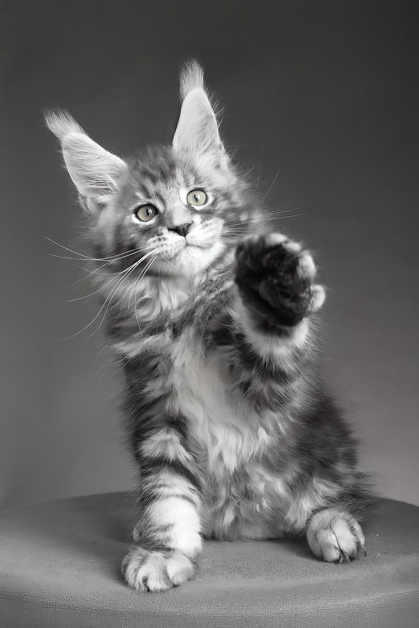 Cyclone | Maine Coon Kitten