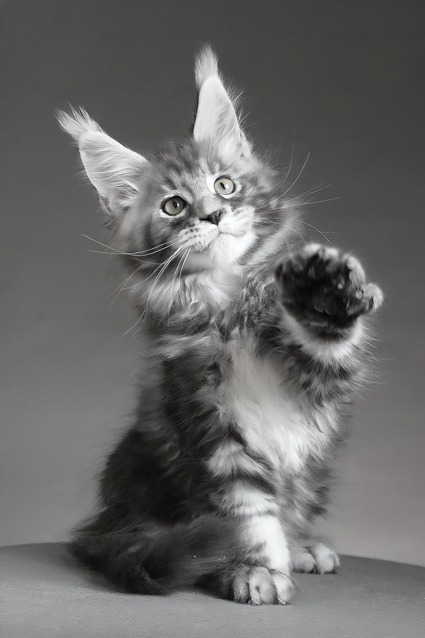 Cyclone | Maine Coon Kitten