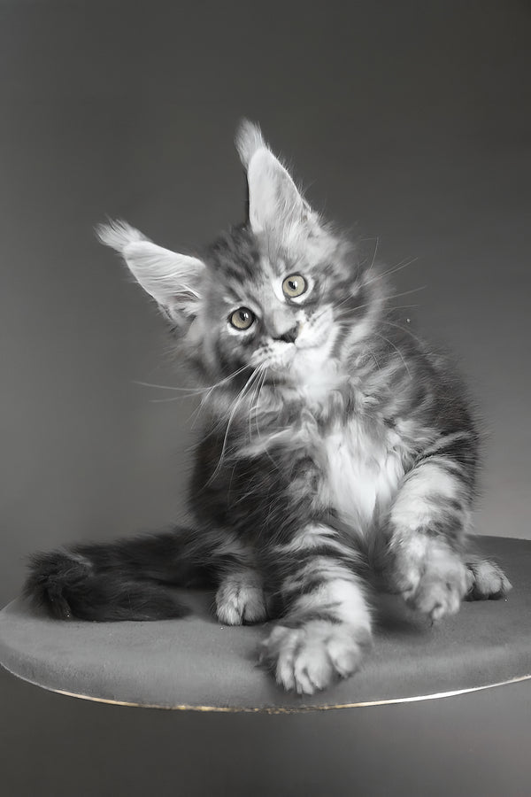 Cyclone | Maine Coon Kitten