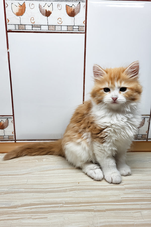 Daphnis | Siberian Kitten