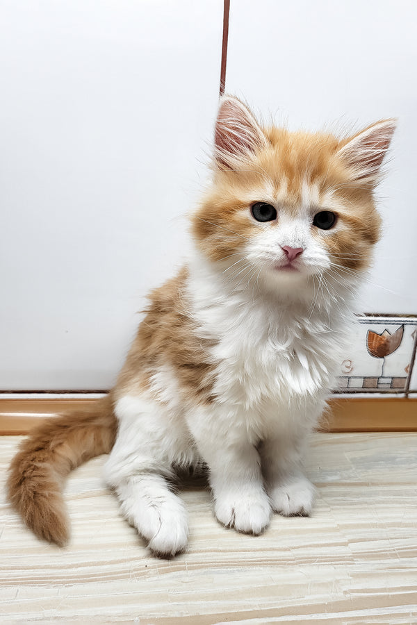 Daphnis | Siberian Kitten